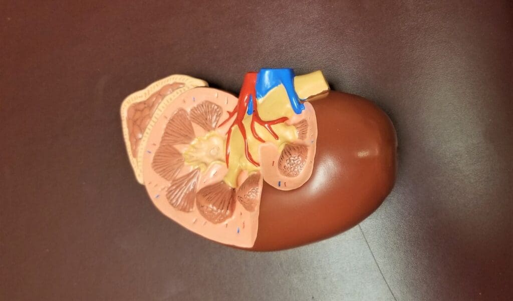 kidneys