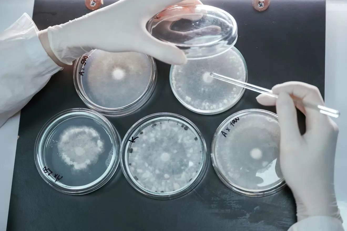 How Do White Blood Cells Fight Cancer and What Cells Kill Tumors?