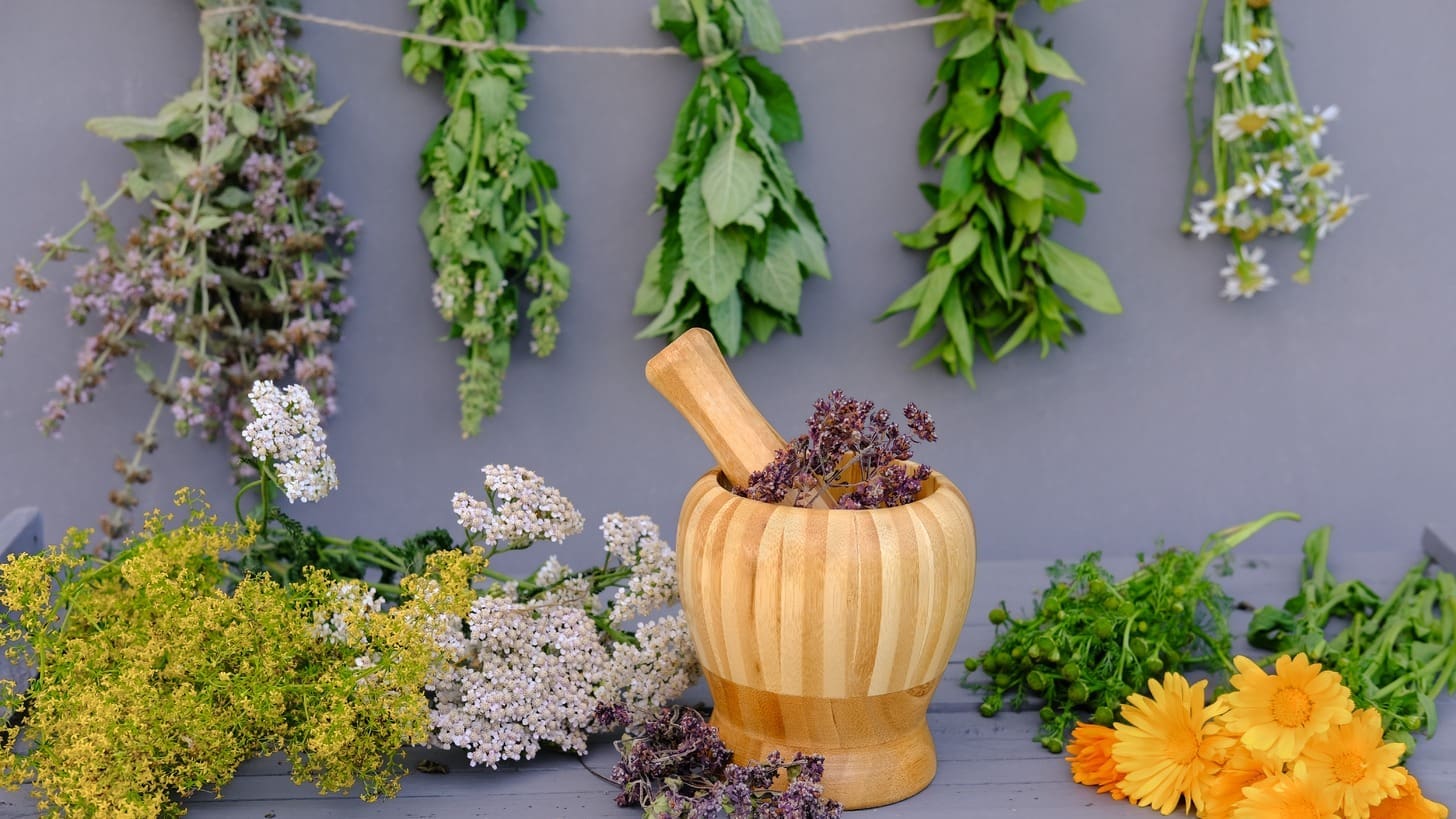 10 Herbs That Kill Cancer: Proven Herbal Remedies for Natural Cancer Care