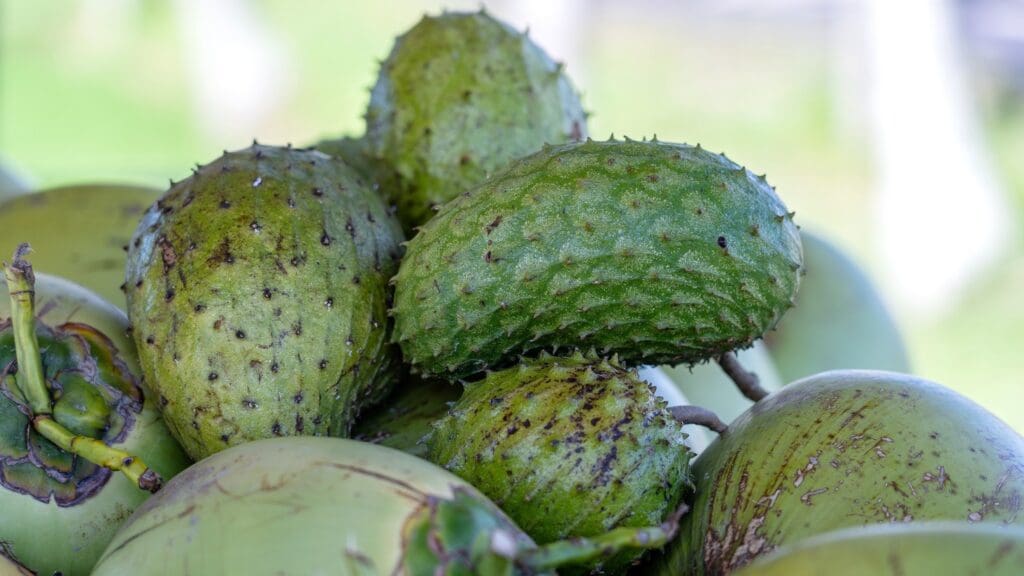 soursop