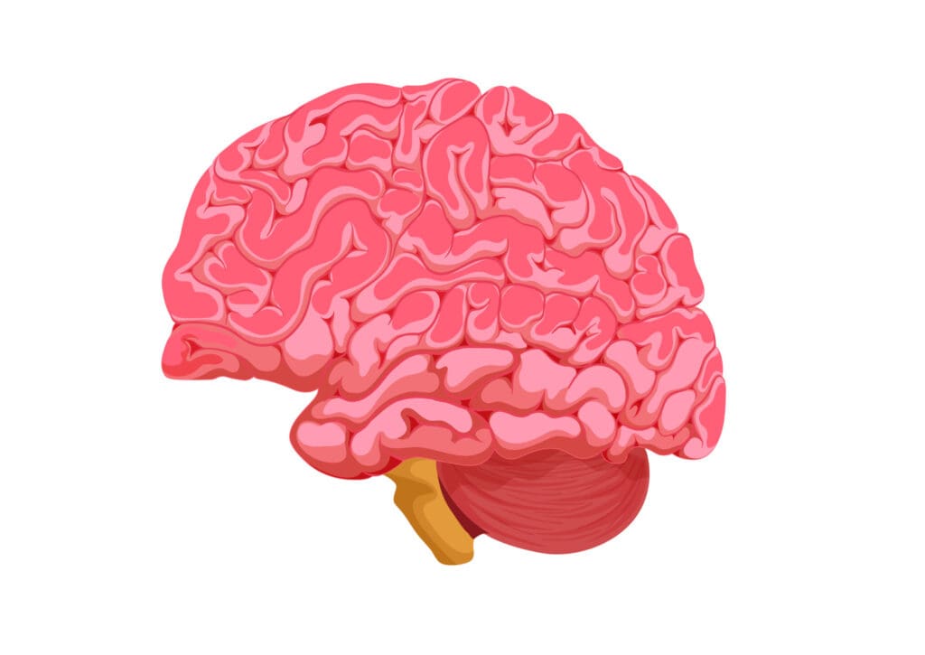 A detailed cross-section of the human brain A detailed cross-section of the human brain
