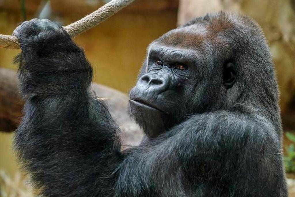 How Many CT Scans Not Been Seen by Radiologists?