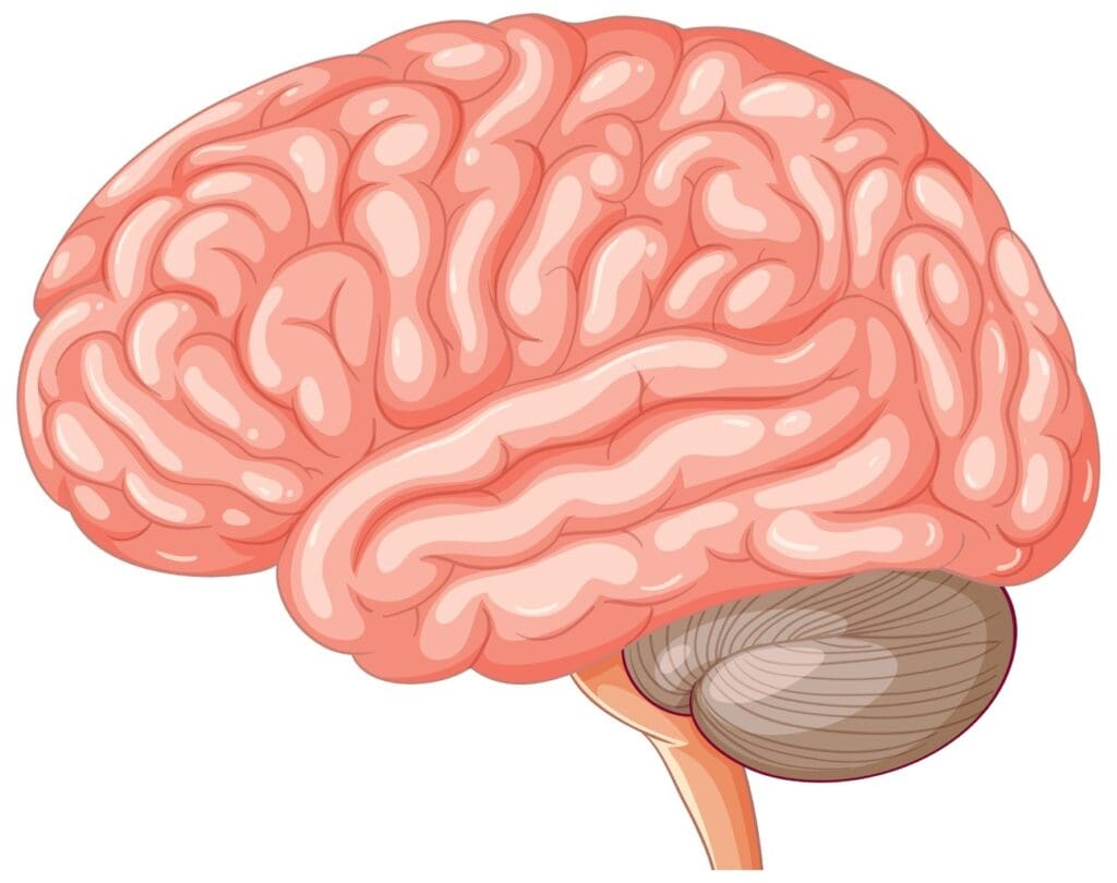 cross-section of the human brain