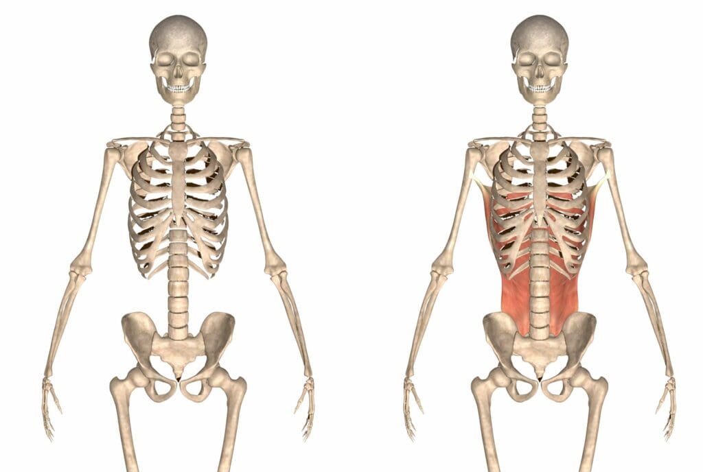 human skeletal structure