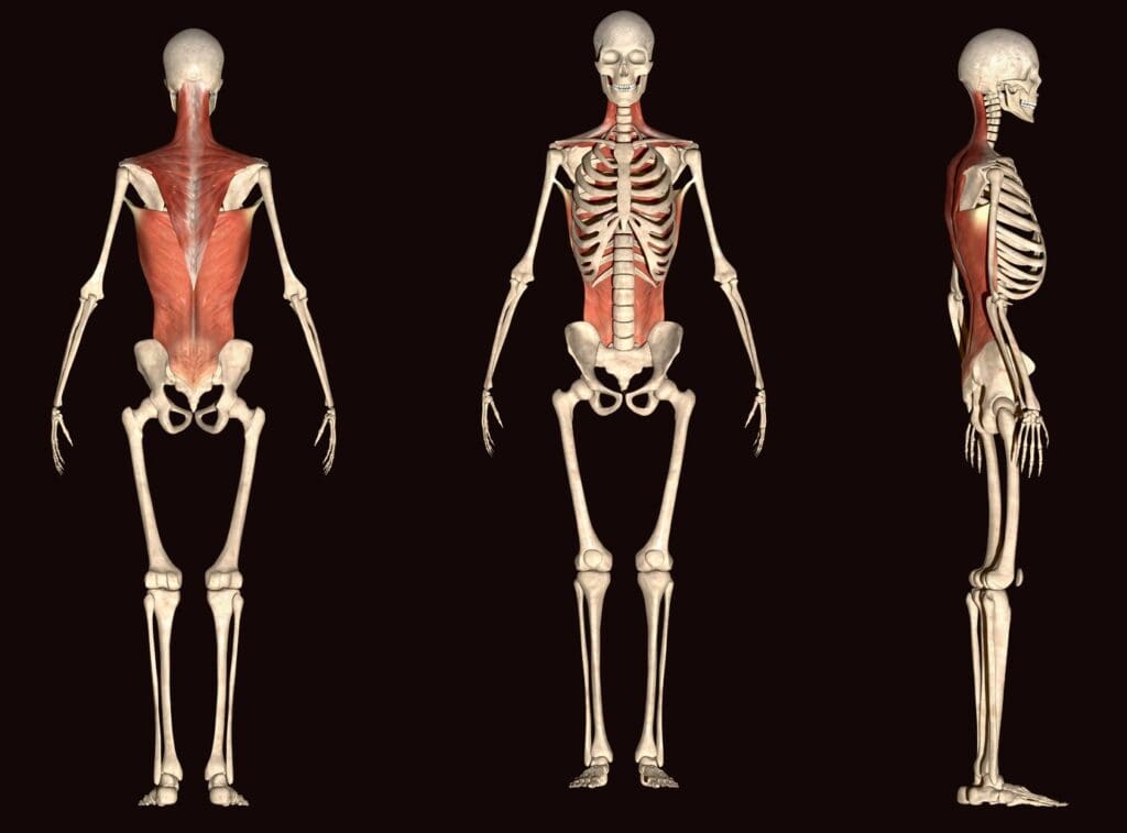 A cross-section of a human skeleton A cross-section of a human skeleton