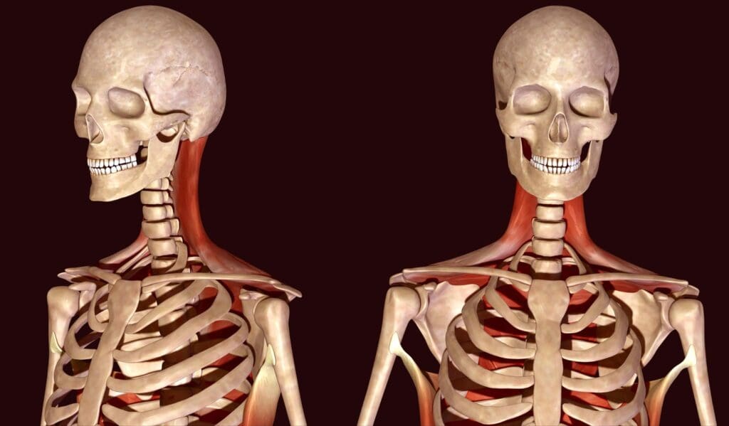A cross-section of the skeletal structure