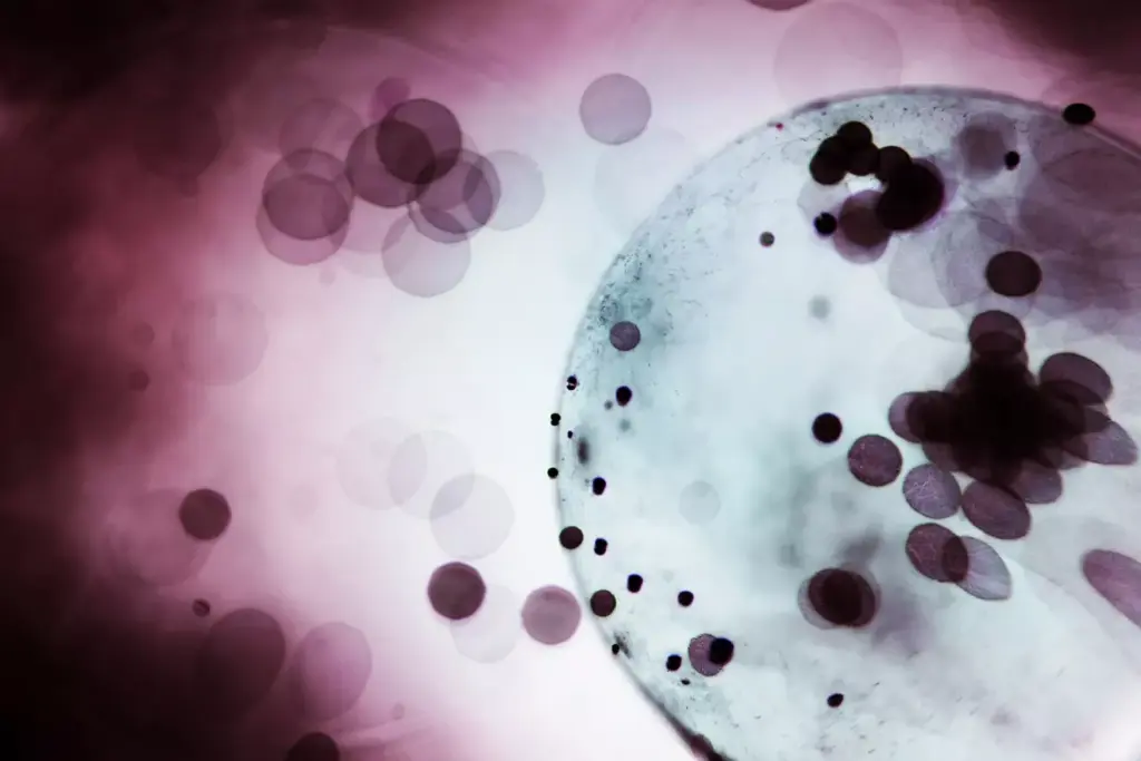 lymphocytes and t cells lymphocytes and t cells