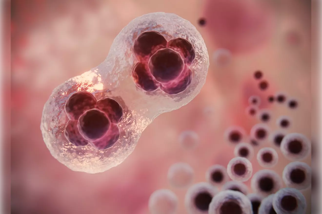 Where Do T Cells Develop and Mature? Understanding Lymphocytes and T Cells 1 lymphocytes and t cells LIV Hospital