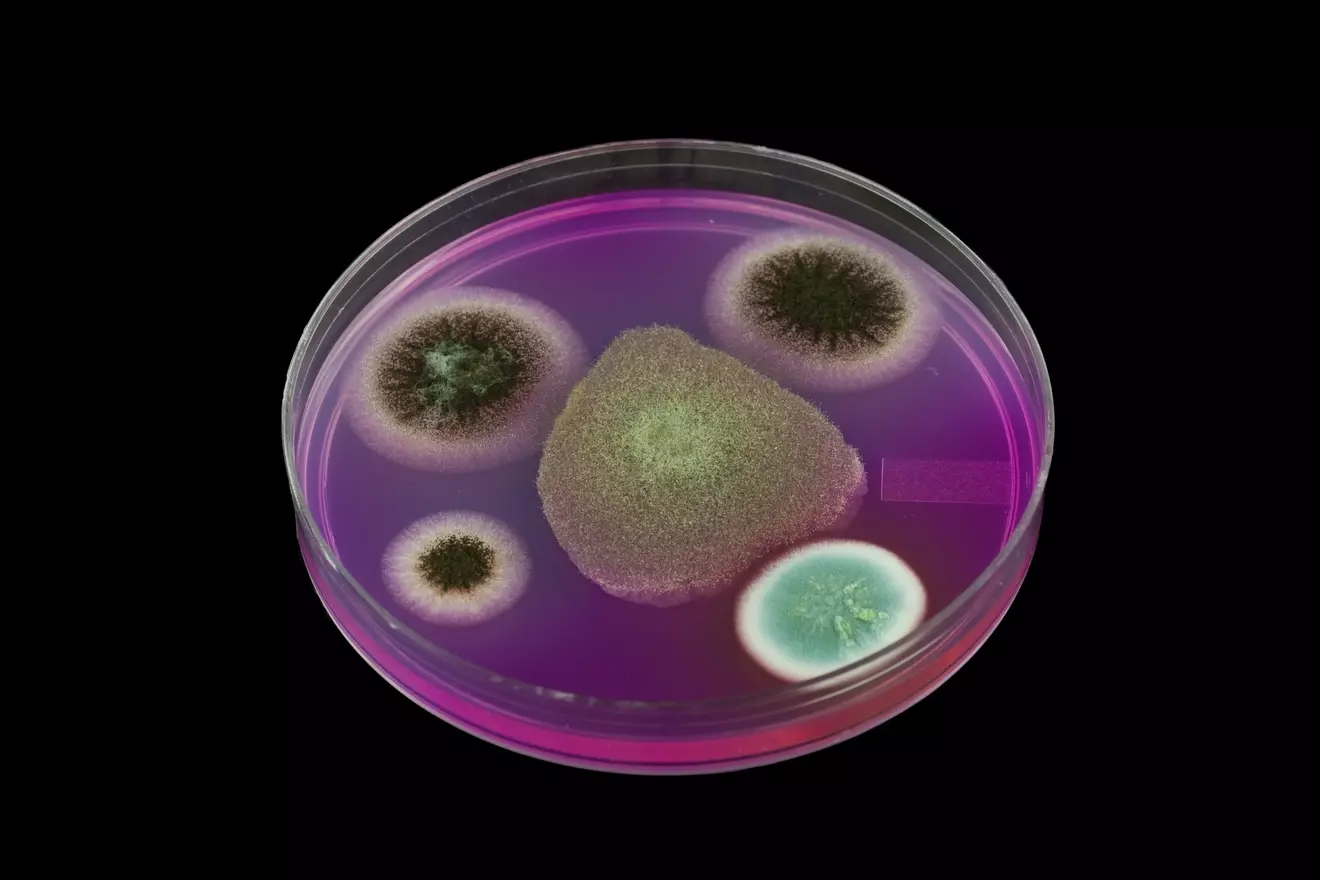 b cells function LIV Hospital