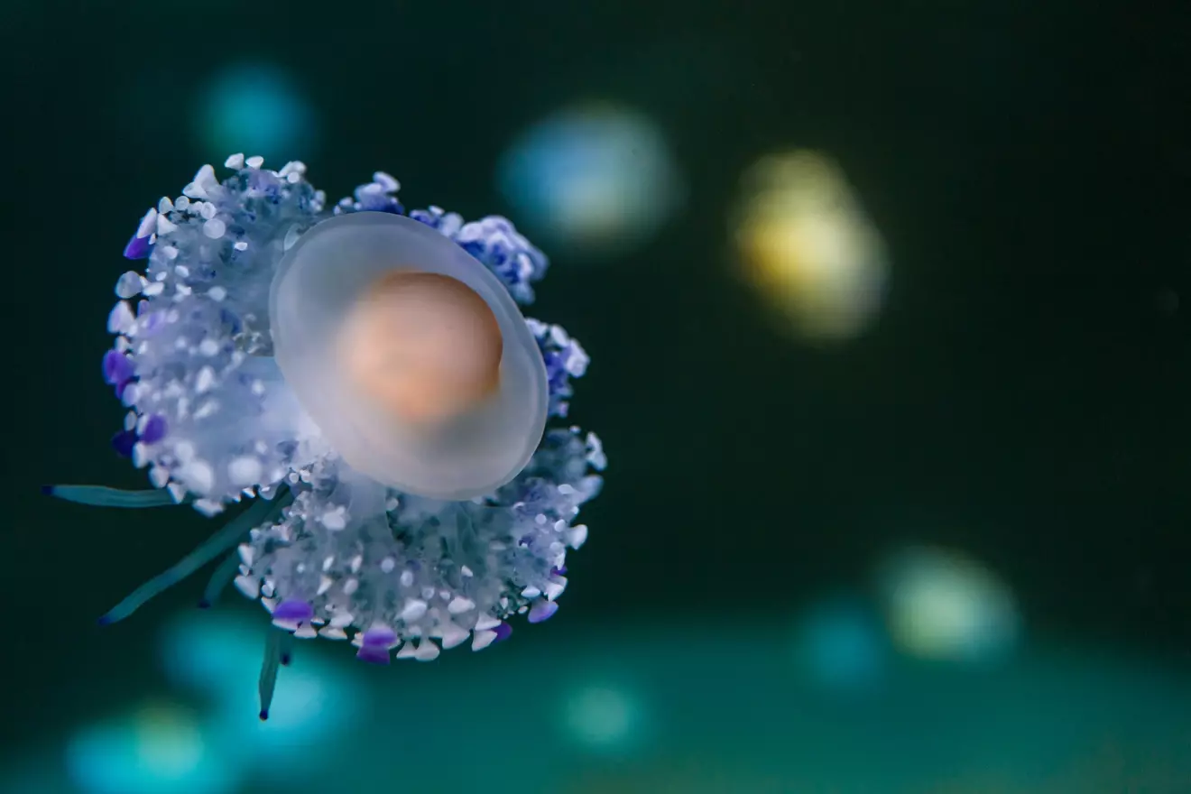 b cell b lymphocyte LIV Hospital