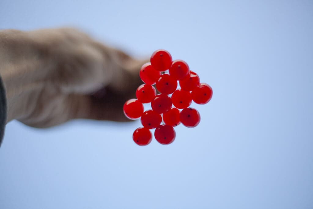 close up hand holding red berries against sky LIV Hospital