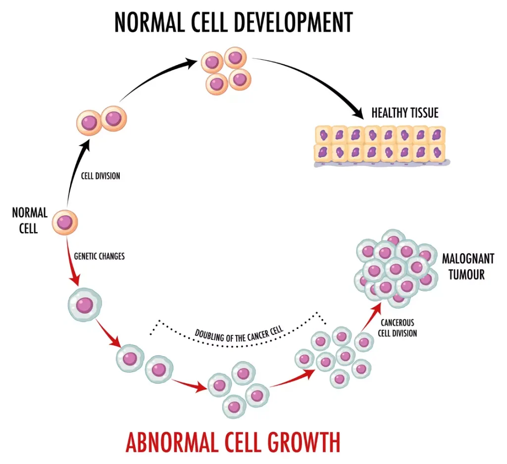 Diagram showing normal cell development