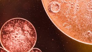 Adult Repair Stem Cells: 7 Key Locations and Their Role in Tissue Repair