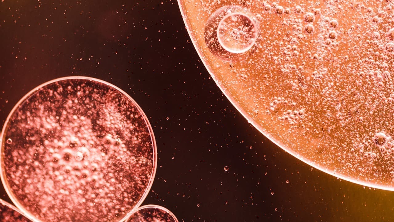 Adult Repair Stem Cells: 7 Key Locations and Their Role in Tissue Repair