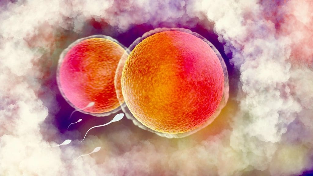 stem cells self-renewal and differentiation