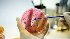 Where Are Adult Stem Cells Found in the Human Body and How Do They Repair Tissues?