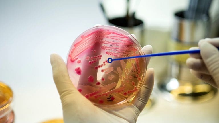 Where Are Adult Stem Cells Found in the Human Body and How Do They Repair Tissues?