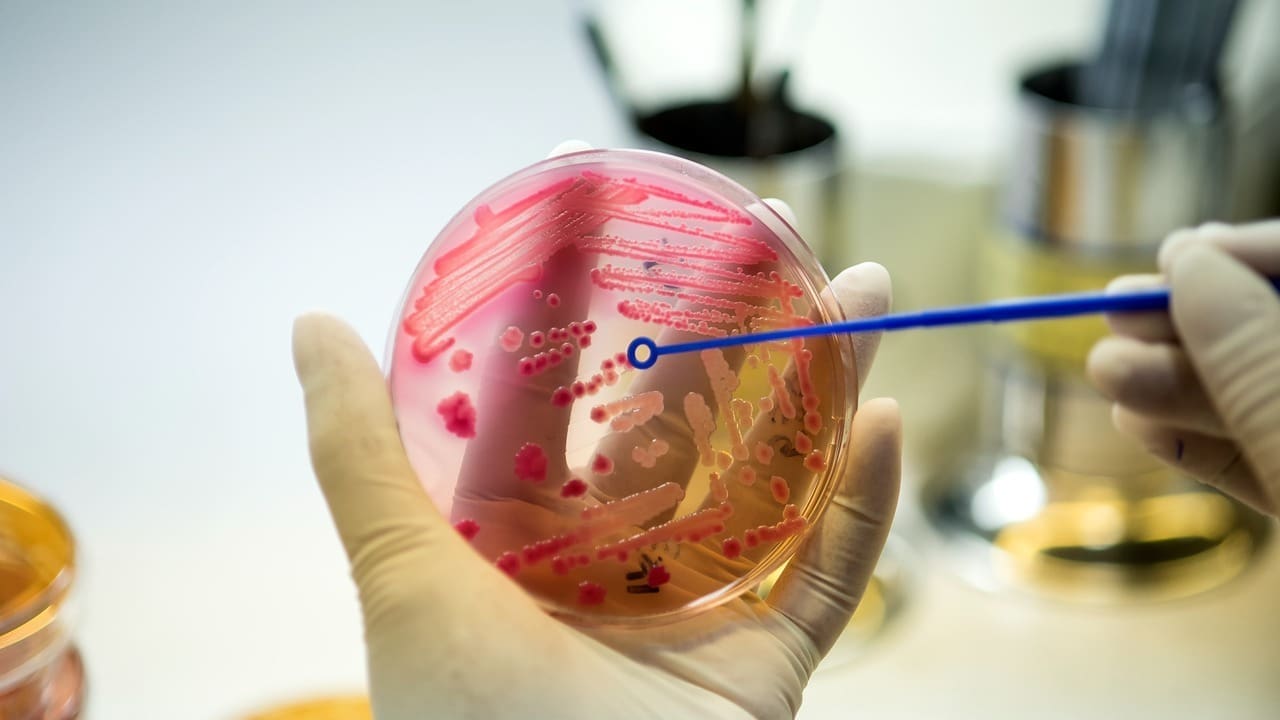 Where Are Adult Stem Cells Found in the Human Body and How Do They Repair Tissues?