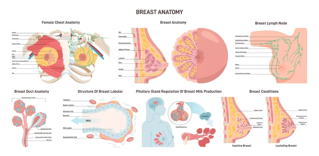 A medical illustration depicting two contrasting breast masses, one benign and one malignant. In the foreground, a detailed cross-section of a benign breast lump, smooth and round in shape with a well-defined border. In the middle ground, a malignant breast mass, irregular and spiculated in appearance, invading the surrounding tissue. The background showcases a simplified breast anatomy, with emphasis on the ductal and glandular structures. The lighting is soft and diffused, conveying a clinical, educational atmosphere. The composition is balanced, with the two masses occupying equal visual weight to facilitate comparison and understanding.