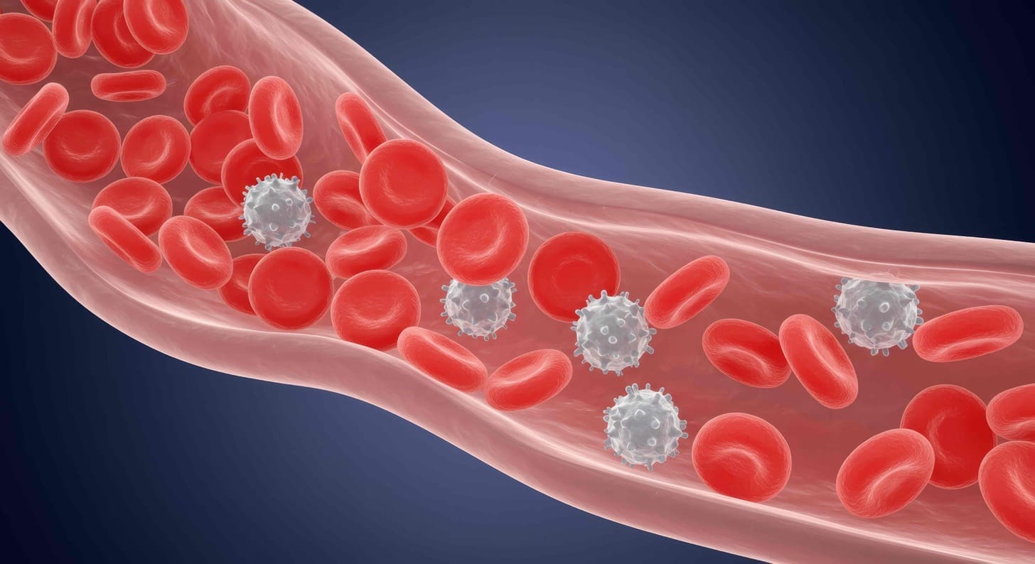 A detailed cross-section of hematopoietic tissue, showcasing its intricate cellular structure
