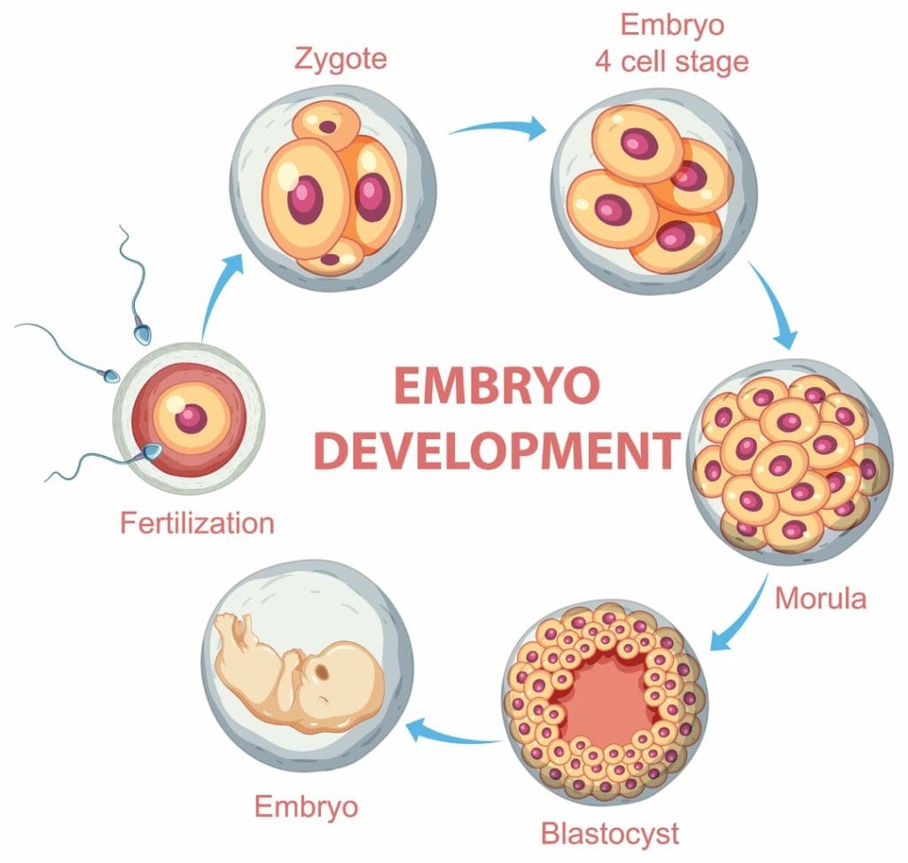 A detailed cross-section of the embryonic yolk sac, showcasing the process of hematopoiesis A detailed cross-section of the embryonic yolk sac, showcasing the process of hematopoiesis