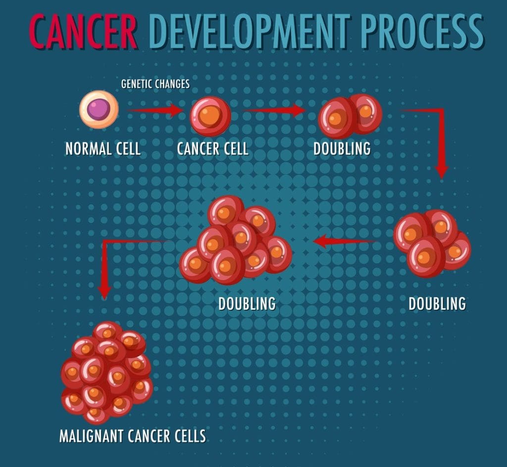A detailed cross-section of the hematopoiesis process A detailed cross-section of the hematopoiesis process