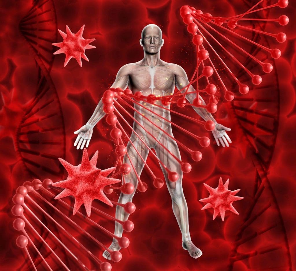 A detailed anatomical illustration showcasing the primary sites of myeloid hemopoiesis in the adult human body