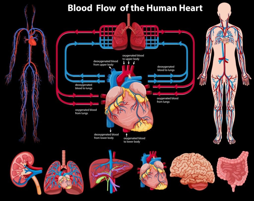 A detailed anatomical diagram showcasing the hemopoietic process