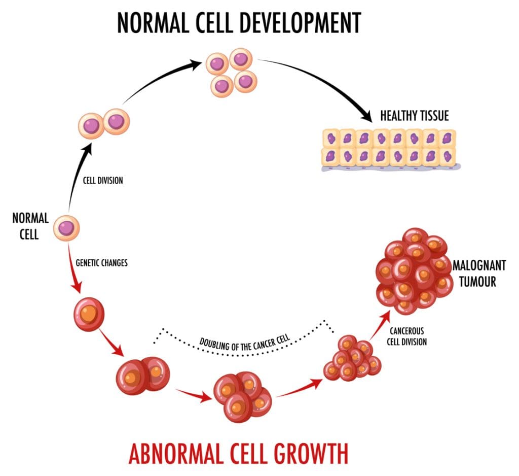 A highly detailed illustration of hemopoiesis, the process of blood cell formation