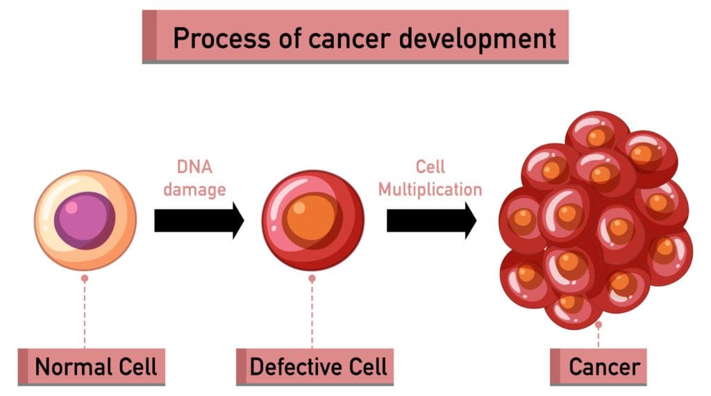 Detailed cross-section of hematopoietic tissue, showcasing its cellular composition