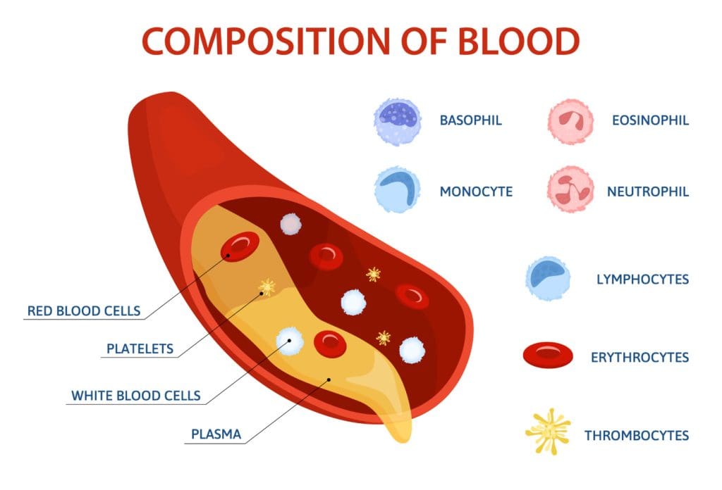 the process of blood cell formation the process of blood cell formation