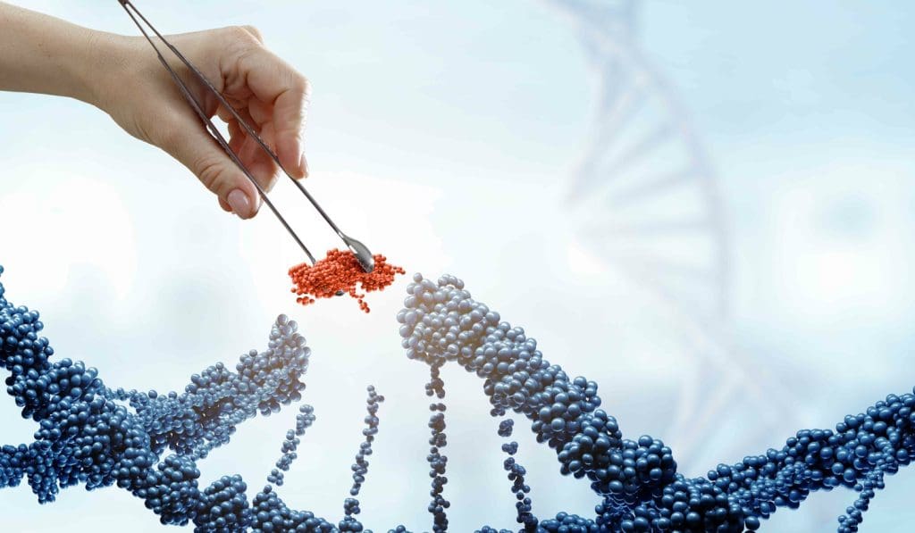 umbilical cord anatomy umbilical cord anatomy