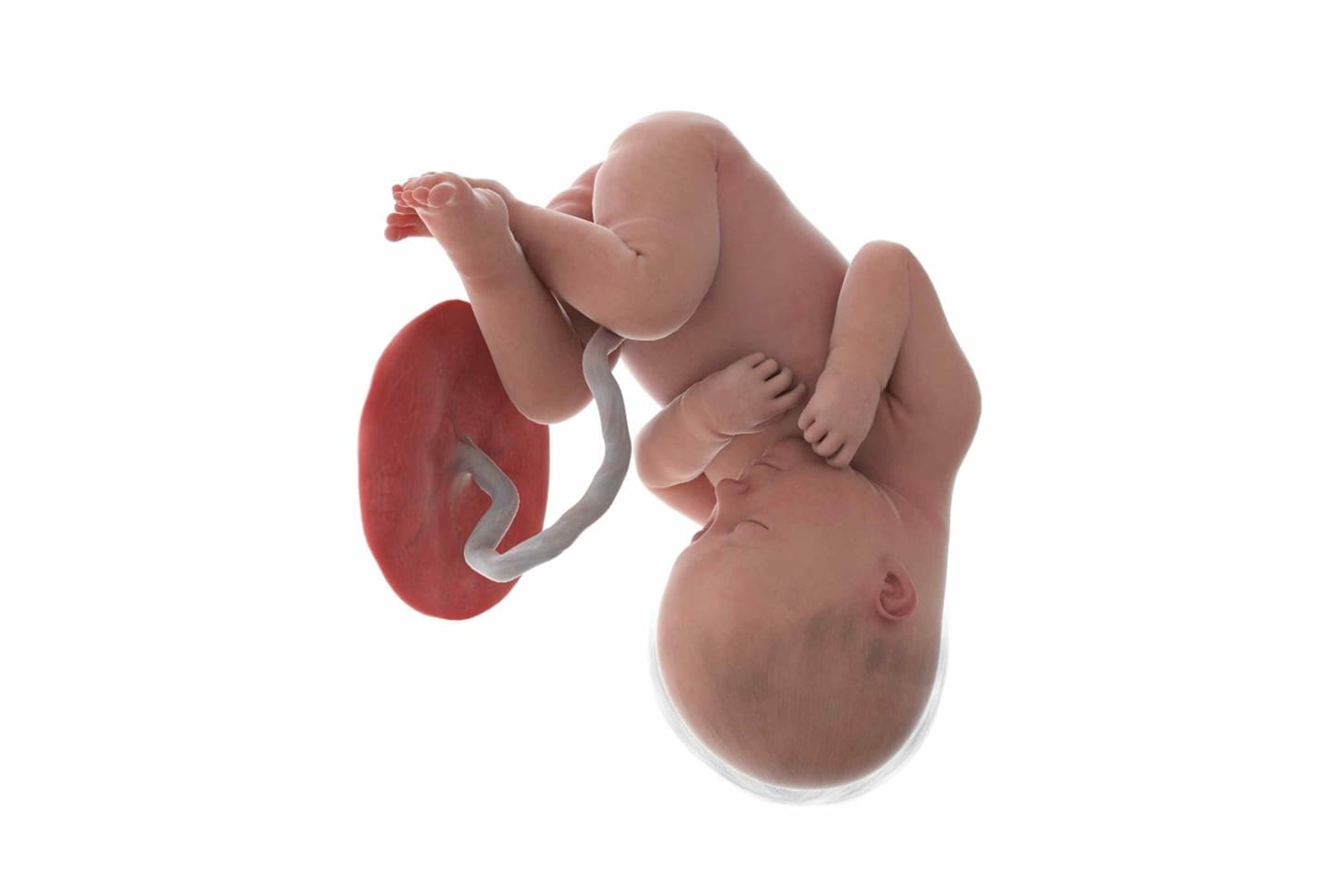 Umbilical Stem Cells Advantages and Disadvantages: 12 Key Facts