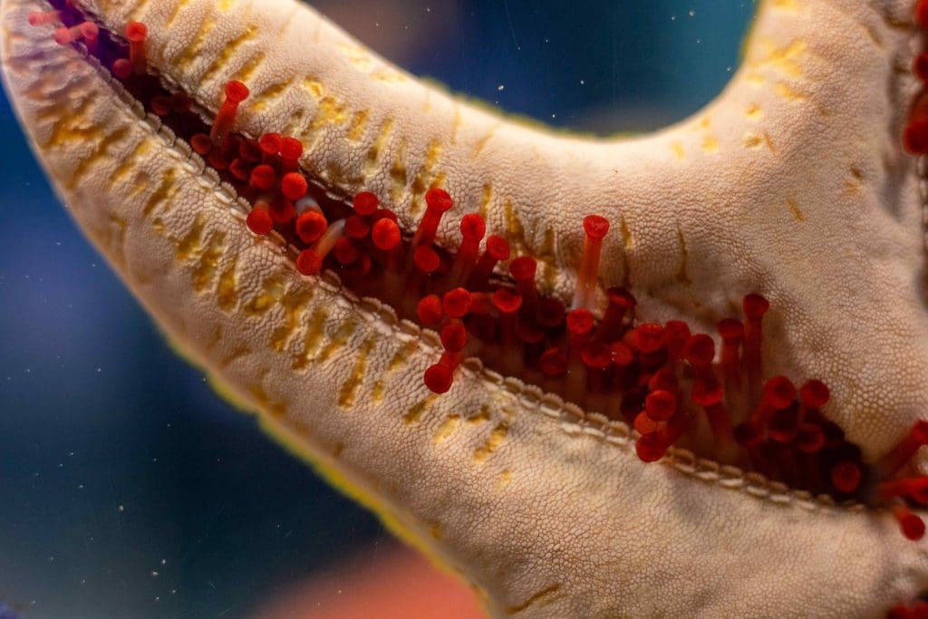 autoimmune destruction of pancreatic beta cells