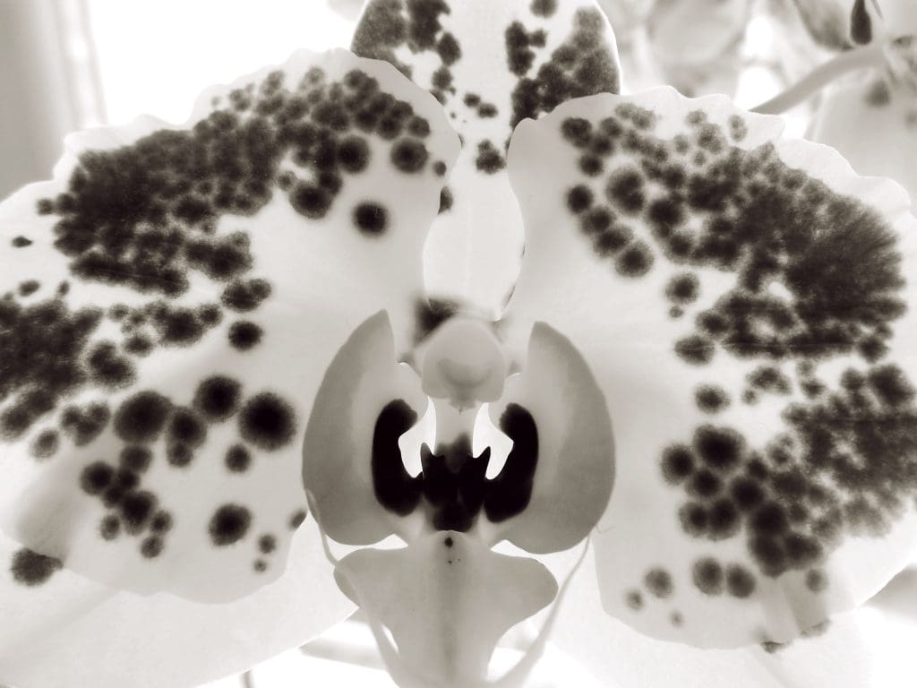 close up orchid LIV Hospital