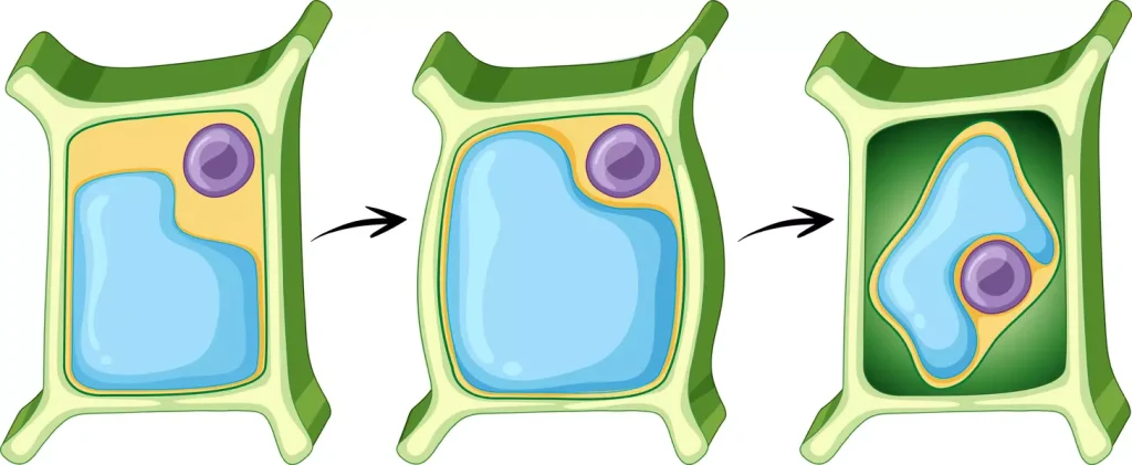 A detailed cross-section of a CAR-T cell, illustrating its key components and mechanisms. The cell is depicted with a clear, scientific aesthetic, showcasing the engineered chimeric antigen receptor on its surface, the T cell nucleus, and the intracellular signaling pathways. The background is a clean, minimalist laboratory setting, with soft, directional lighting casting subtle shadows to accentuate the 3D structure. The overall mood is one of precision, innovation, and the advancement of personalized cancer immunotherapy. The image should effectively convey the technical details and scientific principles underlying the CAR-T cell therapy described in the article section.