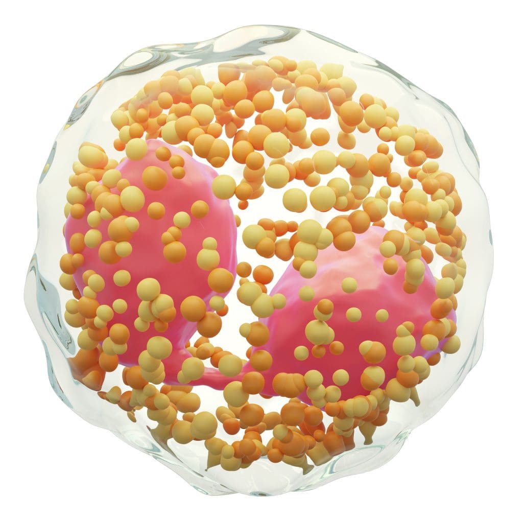 eosinophil white blood cells with transparency membrane multinucleus many big granule isolated white background 3d render 4 LIV Hospital