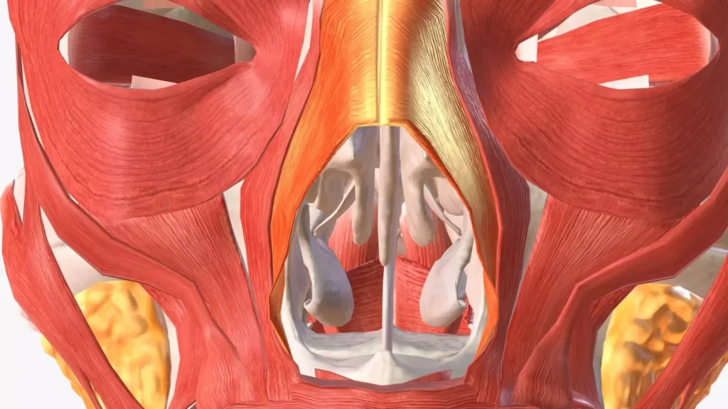 Detailed cross-section illustration of the different types of bone marrow, including red and yellow marrow, displayed against a clean white background with a soft, even lighting. The image should clearly show the distinct cellular structures and tissue composition of the various marrow types, conveying a sense of scientific accuracy and educational value. The overall mood should be one of informative clarity, allowing the viewer to easily understand the key features and functions of this important biological structure. Detailed cross-section illustration of the different types of bone marrow, including red and yellow marrow, displayed against a clean white background with a soft, even lighting. The image should clearly show the distinct cellular structures and tissue composition of the various marrow types, conveying a sense of scientific accuracy and educational value. The overall mood should be one of informative clarity, allowing the viewer to easily understand the key features and functions of this important biological structure.