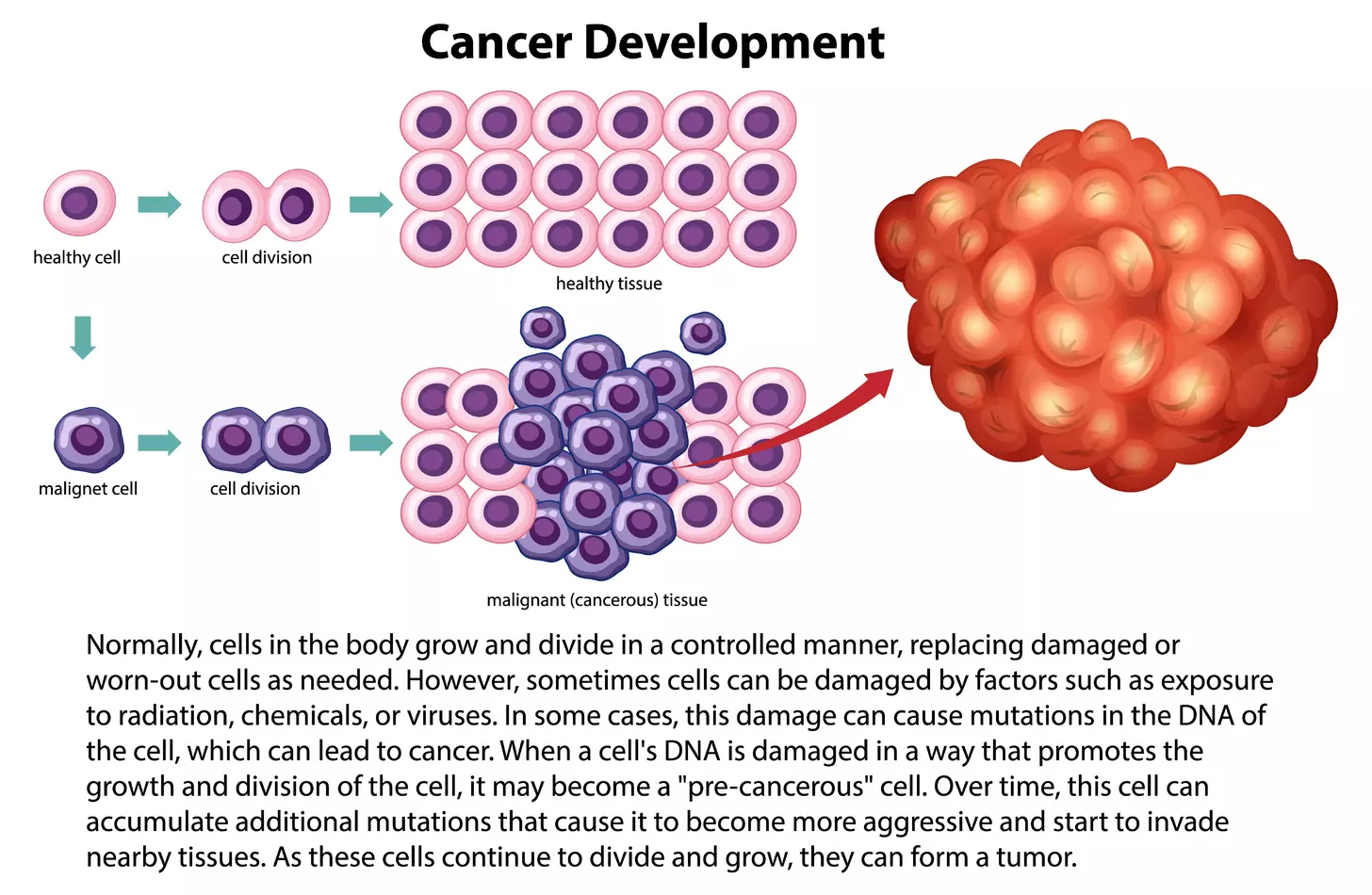 7 Key Facts About CAR T Lymphocytes and Chimeric Antigen Receptors 1 7 Key Facts About CAR T Lymphocytes and Chimeric Antigen Receptors