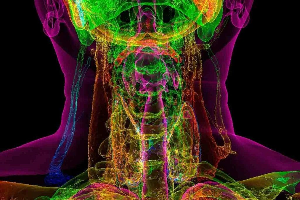 CT Scan of Neck With Contrast: Essential Duration & Prep Facts