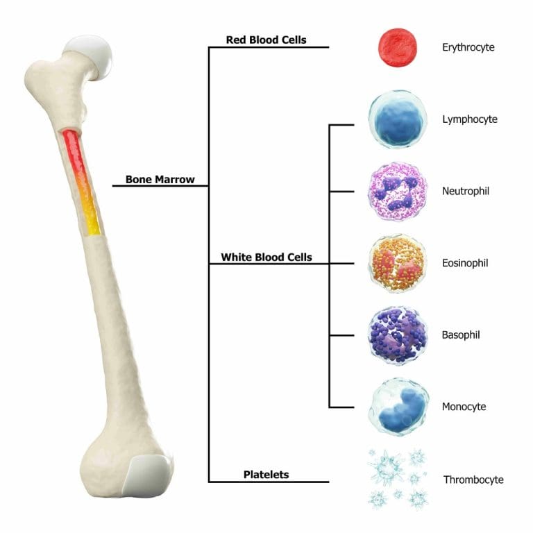 7 Key Facts About the Bone Marrow Tap Procedure: Reasons, Risks, and Side Effects
