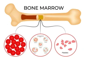 What Does Yellow Bone Marrow Do and How Does It Differ from Red Bone Marrow?