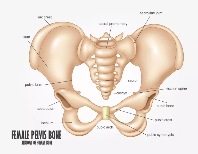Where Do They Take Bone Marrow From and How Is It Extracted?