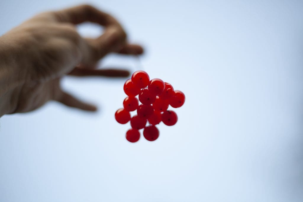 berries against sky hand holds bunch berries by branch LIV Hospital