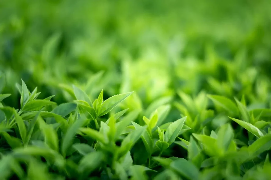 A vibrant close-up of a cluster of fresh green tea leaves, their delicate veins and serrated edges illuminated by soft, natural lighting. In the foreground, several plump, spherical green tea catechins - the key bioactive compounds known for their antioxidant and anti-cancer properties - stand out prominently against the lush, verdant backdrop. The image conveys a sense of purity, vitality and the potential healing power of this remarkable botanical. Captured with a macro lens, the composition emphasizes the intricate details and rich hues of this medicinal plant, inviting the viewer to appreciate its remarkable health benefits.
