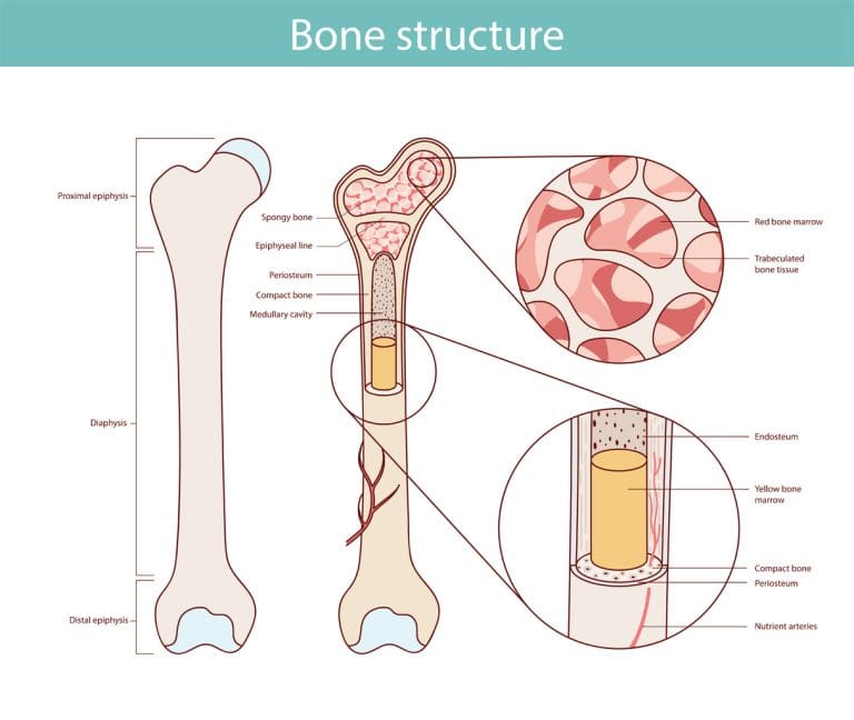 7 Most Common Bone Marrow Disorders: Types, Causes, and Key Differences