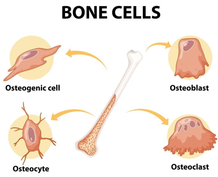 10 Major Bone Marrow Disorders: Types, Features, and Key Facts