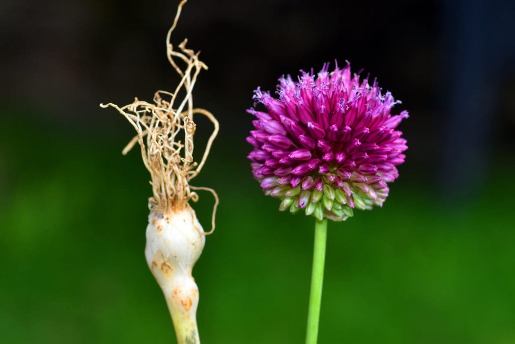 detail inflorescence bulb edible wild garlic allium sphaerocephalon LIV Hospital
