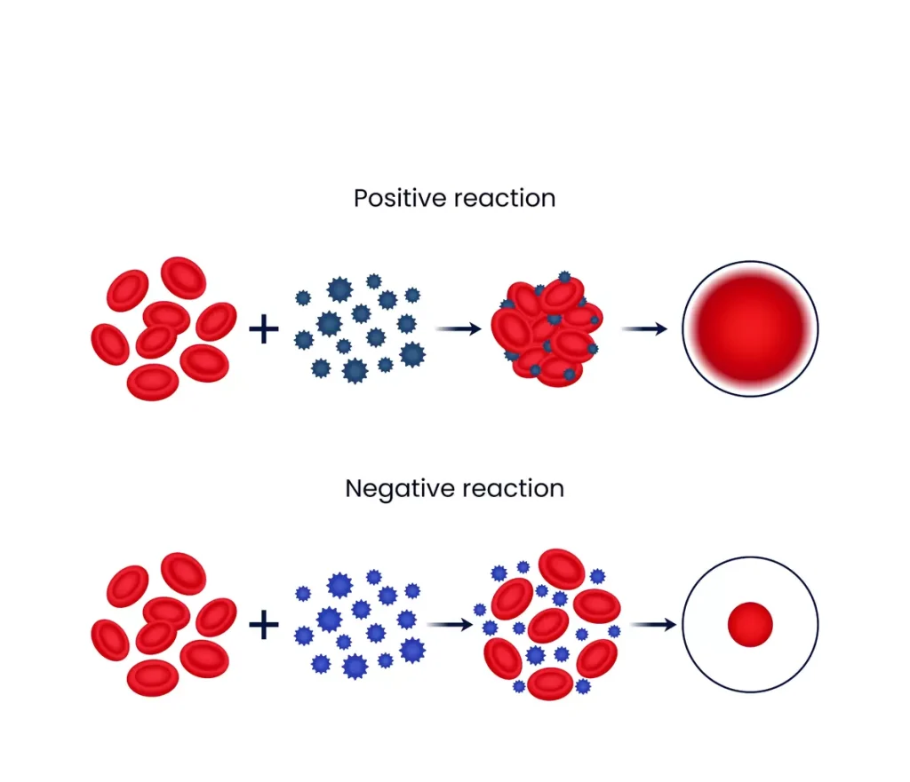 Hematopoietic stem cells