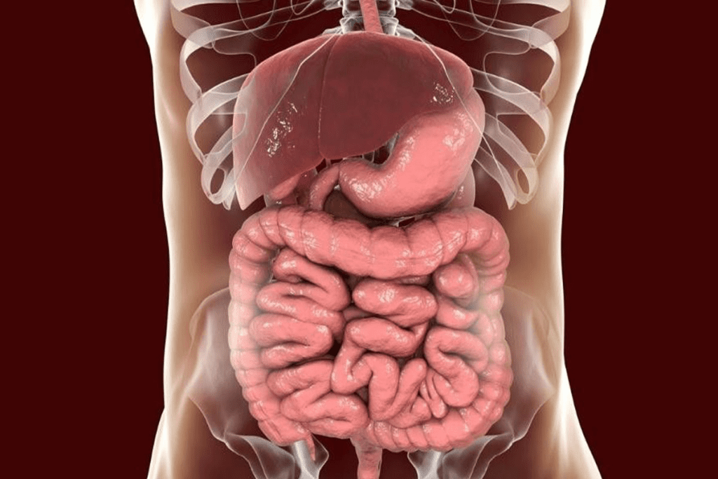 What are the rare congenital malformations of the gastrointestinal tract that most frequently occur in the small intestine? 2 Congenital Malformations: Rare Small Intestine Disorders